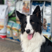 Border collie