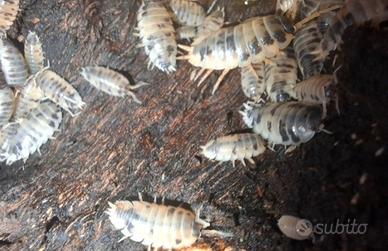 Collemboli e Porcellio laevis Dalmatian