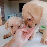 Cuccioli Labrador gialli