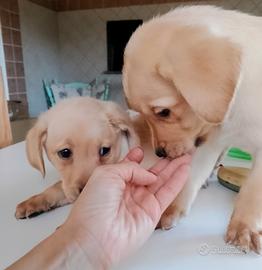 Cuccioli Labrador gialli