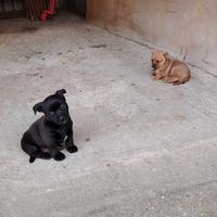 Cuccioli taglia piccola-media