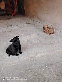 Cuccioli taglia piccola-media