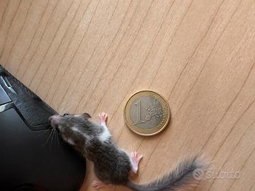 2 minuscoli minighiri allevati a mano