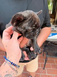 Cuccioli di Bulldog Francese