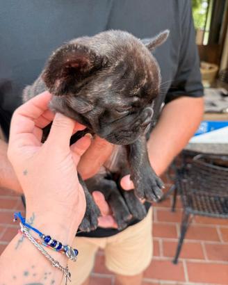 Cuccioli di Bulldog Francese