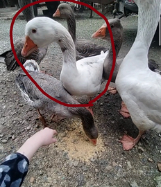 Oca bianca a macchie