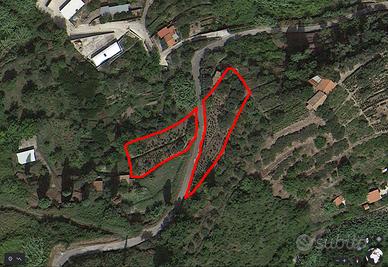 Terreno agricolo con oliveti