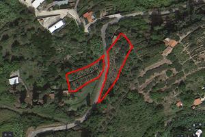 Terreno agricolo con oliveti