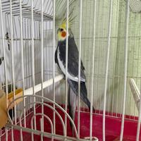 PAPPAGALLO CALOPSITE non allevati a mano