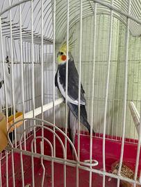 PAPPAGALLO CALOPSITE non allevati a mano