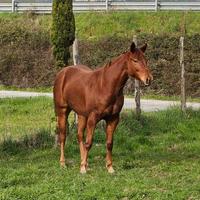 Puledra 2 anni Quarter Horse
