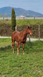 Puledra 2 anni Quarter Horse