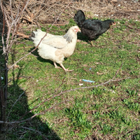 Galline