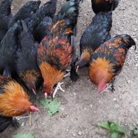 Galline marans