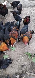 Galline marans