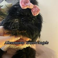 Cucciola Shihtzu
