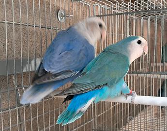 coppie inseparabili 