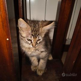 Gattini
