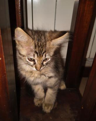 Gattini