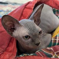 Gatto sphynx per monta