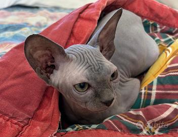 Gatto sphynx per monta