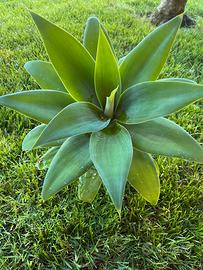 Agave attenuata