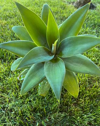 Agave attenuata