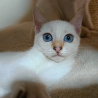 Disponibili gattini Thai Siamese Tradizionale