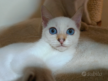 Disponibili gattini Thai Siamese Tradizionale
