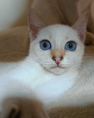 Disponibili gattini Thai Siamese Tradizionale