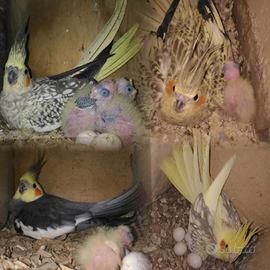 Pappagalli Calopsite DA IMBECCO