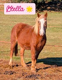 Pony 1.33 cm