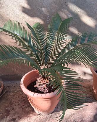 pianta ornamentale