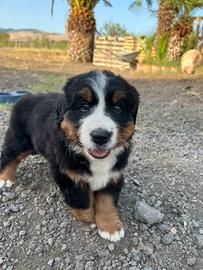 Cucciola di bovaro del bernese