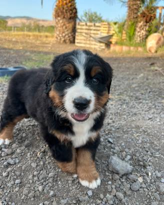 Cucciola di bovaro del bernese