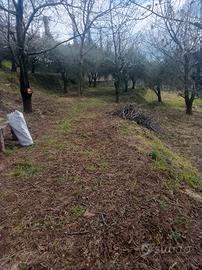 Terreno agricolo 4000mt