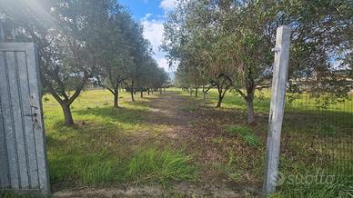 PRIVATO - Terreno Agricolo - San Felice a Circeo
