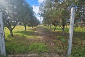 PRIVATO - Terreno Agricolo - San Felice a Circeo