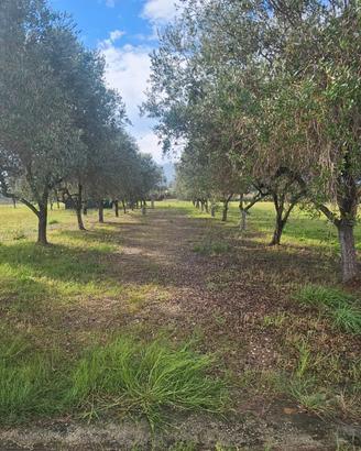PRIVATO - Terreno Agricolo - San Felice a Circeo