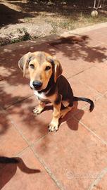cagnolini 