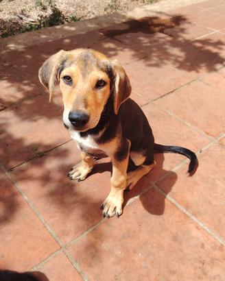 cagnolini 