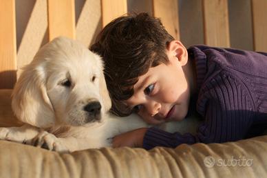 Cuccioli Golden Retriever Disponibili