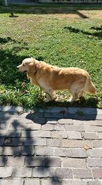 Golden retriever di 1 anno e 3 mesi