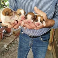 Cuccioli jack Russell