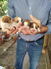 Cuccioli jack Russell