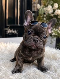 Bulldog francese