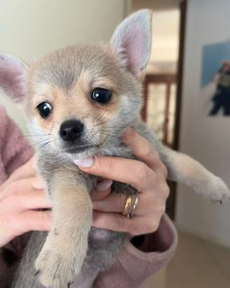 Chihuahua