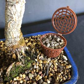 Cestini contenitori concime Bonsai