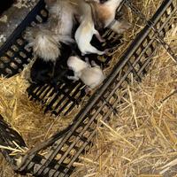 Volpino nano per spitz di Pomerania