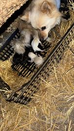 Volpino nano per spitz di Pomerania